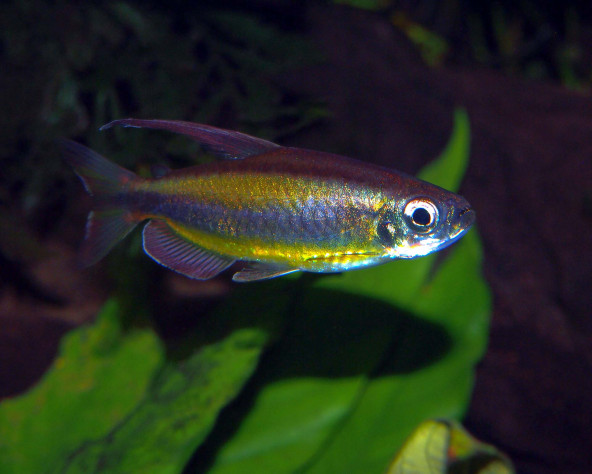 Phenacogrammus aurantiacus